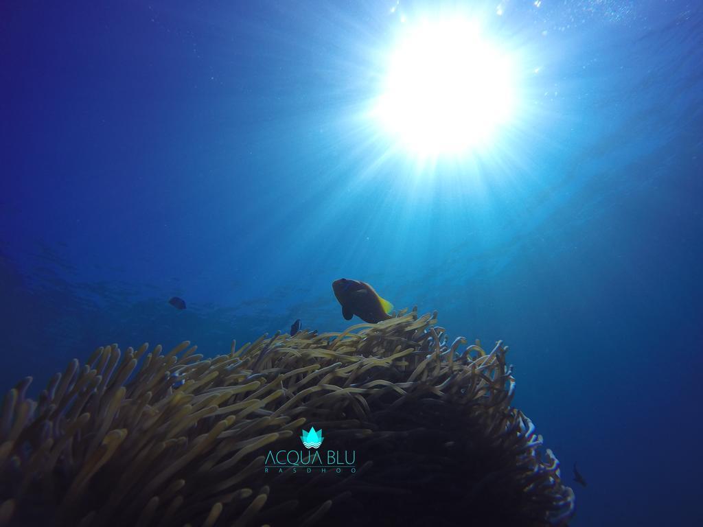 Acqua Blu गेस्ट हाउस Rasdhoo